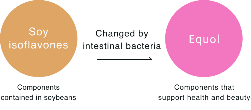 Equol 轉化機制