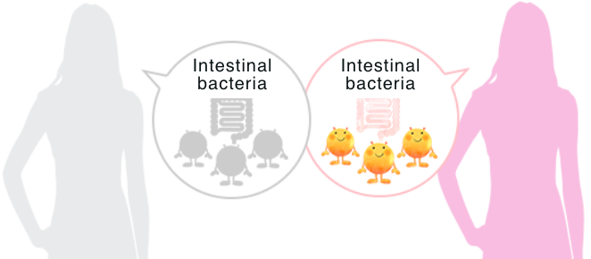 腸道細菌與 Equol