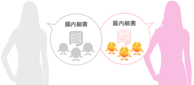 腸道細菌與 Equol