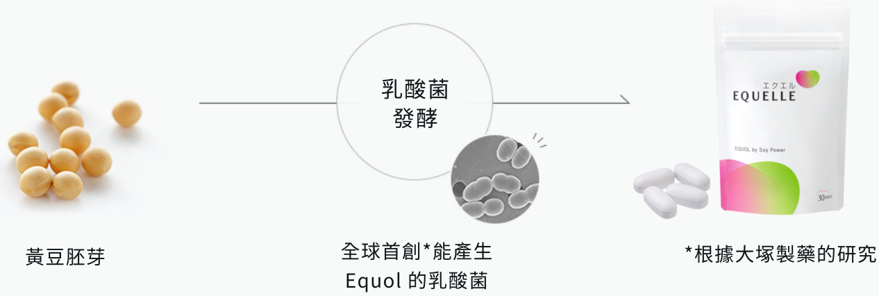 Equol 發酵流程